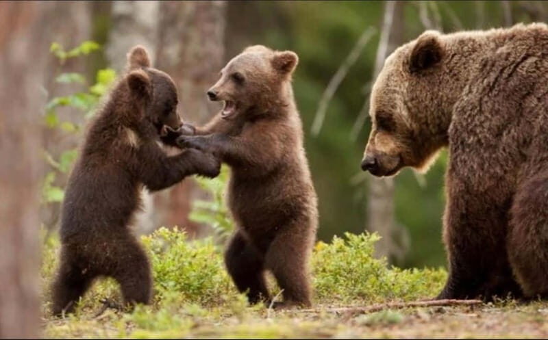 Bucharest: Bear Watching Tour and Top Gear Road Day Trip - Practical Details & Value