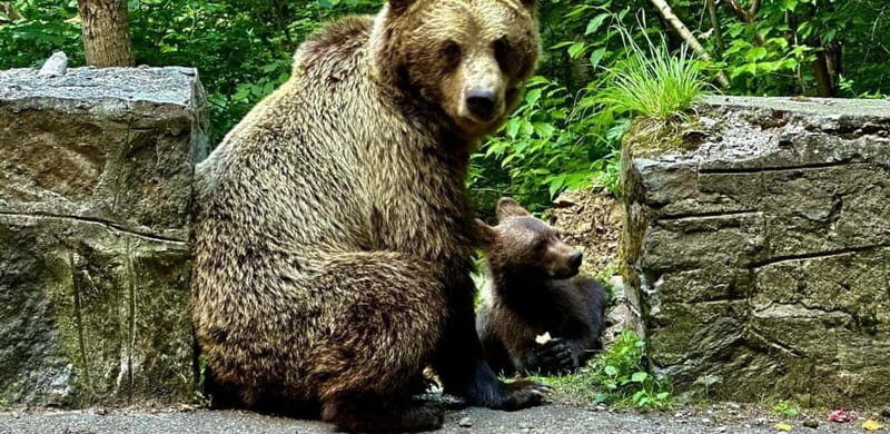 Bucharest: Bear Watching Tour and Top Gear Road Day Trip - Final Thoughts