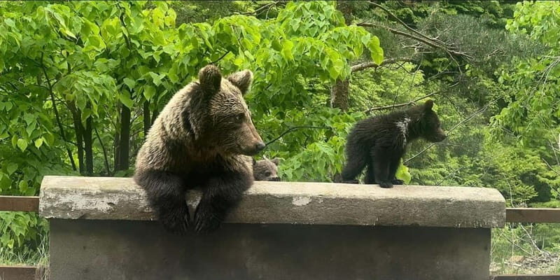 Bucharest: Bear Watching Tour and Top Gear Road Day Trip - FAQ