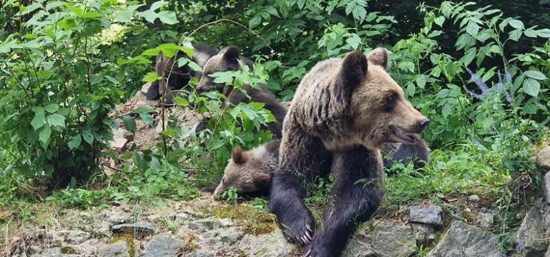 Bucharest: Brown Bears Sanctuary and Quad Tour - A Detailed Look at the Itinerary and Experience