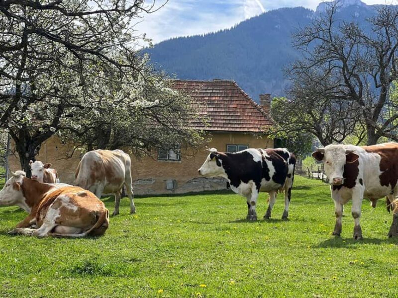 Bucharest: Brown Bears Sanctuary and Quad Tour - FAQs