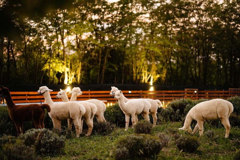 Bucharest: Day Trip at the The Tribe Alpaca Retreat - Good To Know  