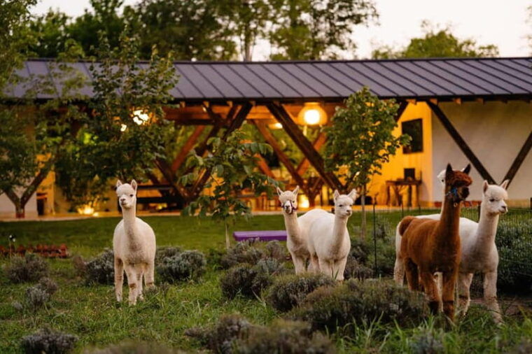 Bucharest: Day Trip at the The Tribe Alpaca Retreat - Who Would Enjoy This Tour?  