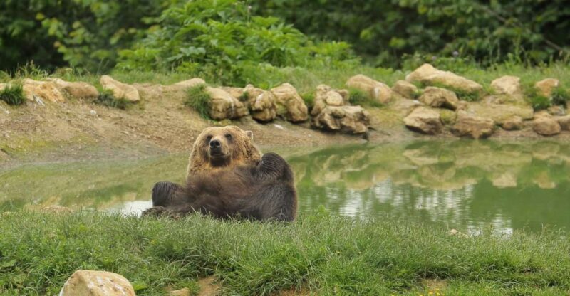 Bucharest: Day Trip to Bear Sanctuary, Bran Castle & Brasov - Who Should Book This Tour?