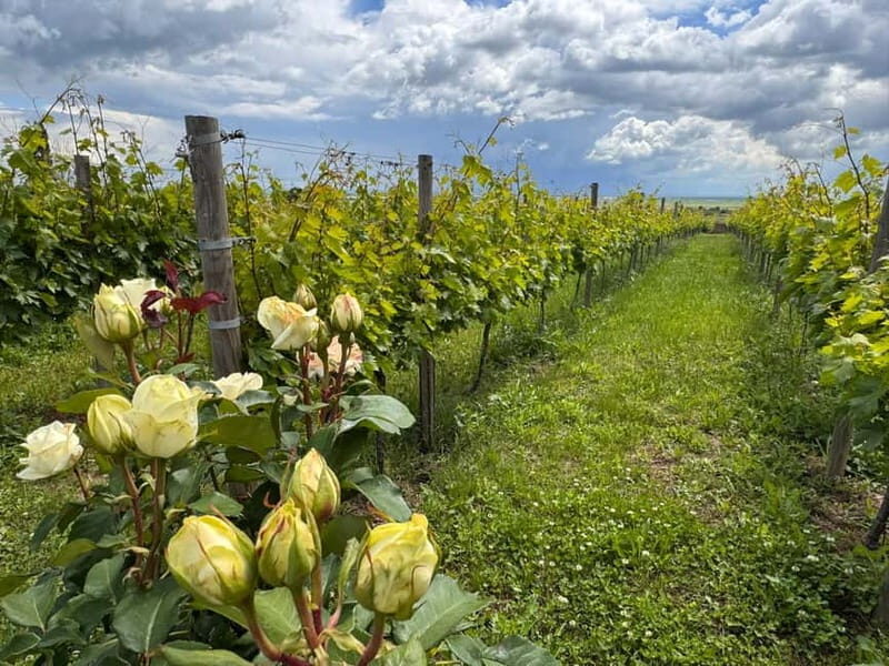 Bucharest: Half-Day Tour of Dealu Mare Wineries - Introduction: Why This Tour Could Be Your Perfect Escape