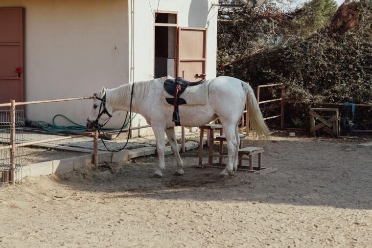 Bucharest: Ranch with Domestic Animals Day Trip - The Small City Tour: Bucharest’s Main Attractions