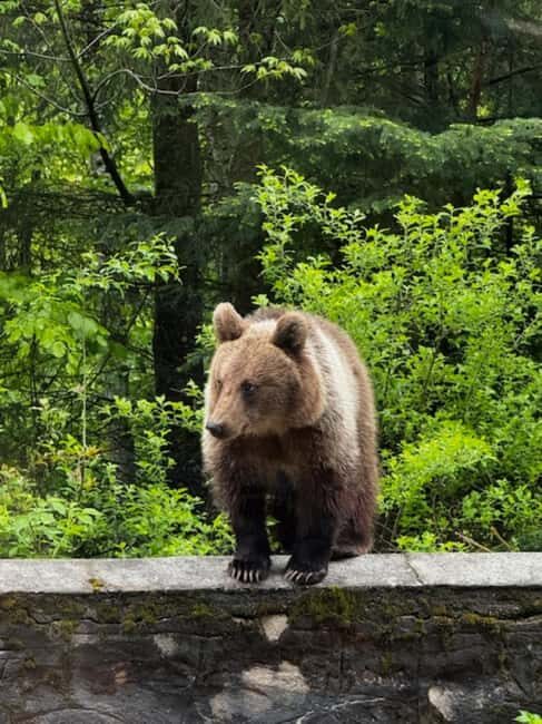 Bucharest: Top Gear Road and Wild Brown Bears Day Trip - The Sum Up