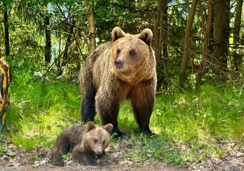 Bucharest: Top Gear Road and Wild Brown Bears Day Trip - FAQ