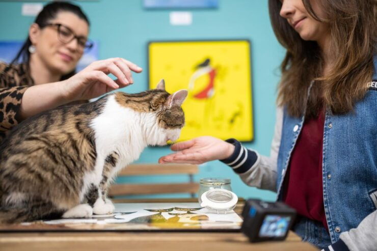 Budapest: Cat Museum Budapest Entry Ticket - Experience Highlights