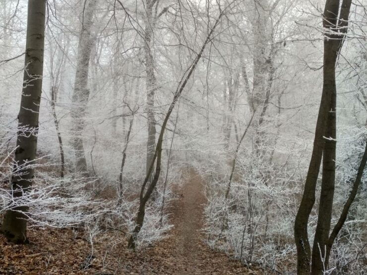Budapest: Hiking Tour in the Buda Hills - Activity Overview