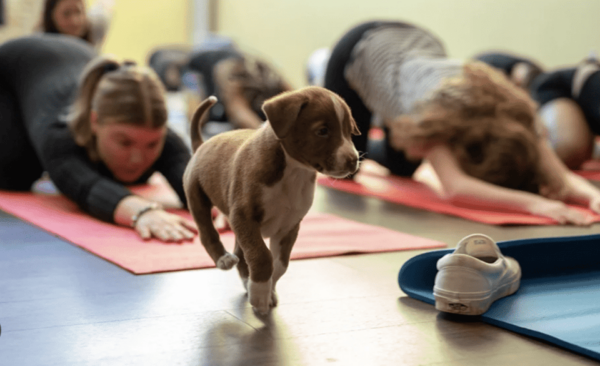 Budapest: Puppy Yoga Class - Booking Information