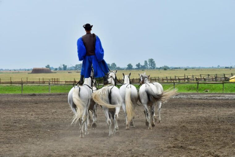 Budapest: Sisi Palace Tour with Hungarian Horse Show & Lunch - Who Will Love This Tour?