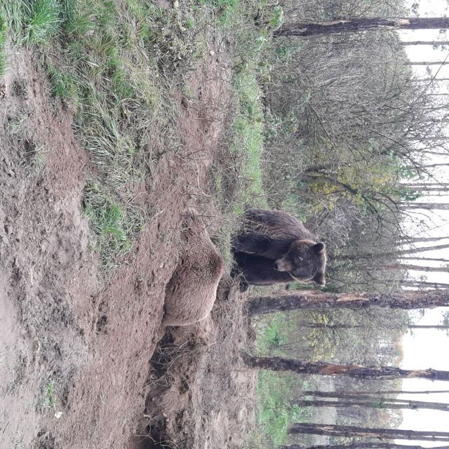 Budapest: Transport & Guided Tour of Bear and Wolf Sanctuary - Experience at the Sanctuary