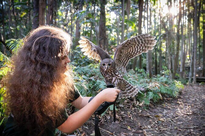 Buderim Forest Flight Owl Encounter and Tour - Who Will Love This Tour?