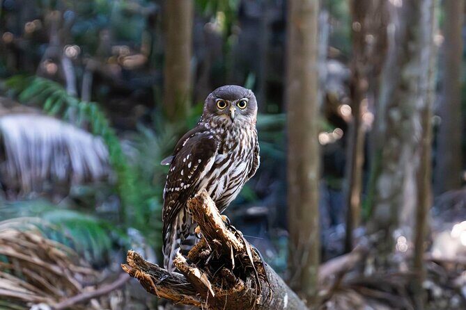 Buderim Forest Flight Owl Encounter and Tour - Practical Tips for Travelers