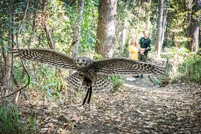 Buderim Forest Flight Owl Encounter and Tour - The Sum Up: Who Is This Tour Best For?