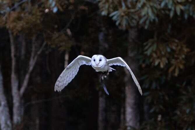 Buderim Forest Flight Owl Encounter and Tour - FAQ
