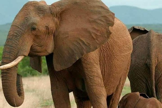 Budget Camping Tanzania Safari - Meeting and Pickup Details