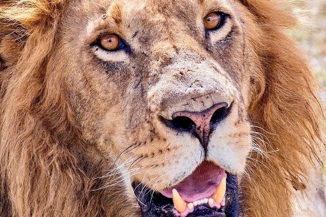 Budget Safari (Mma) - What To Expect