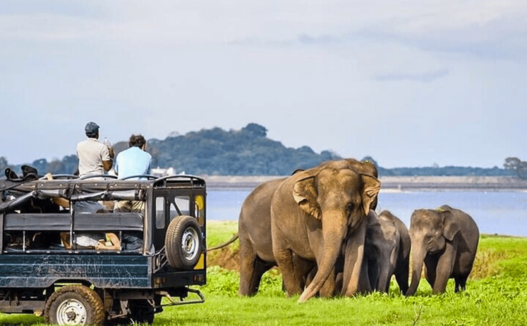 Budget Safari to Udawalawa National Park From Colombo - Itinerary Highlights