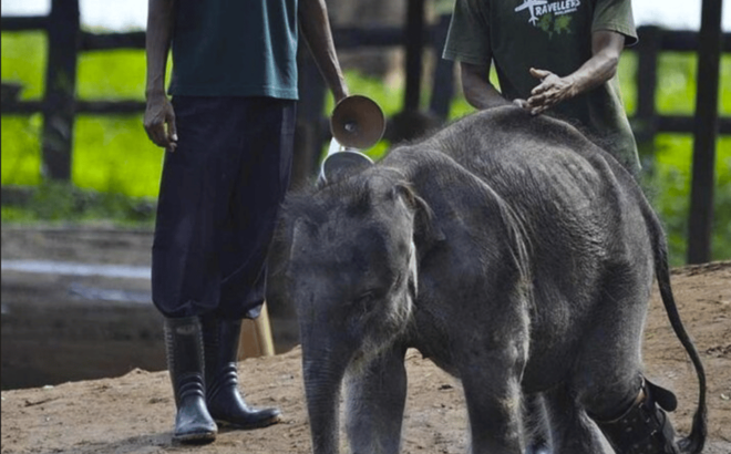Budget Safari to Udawalawa National Park From Colombo - Inclusions and Amenities