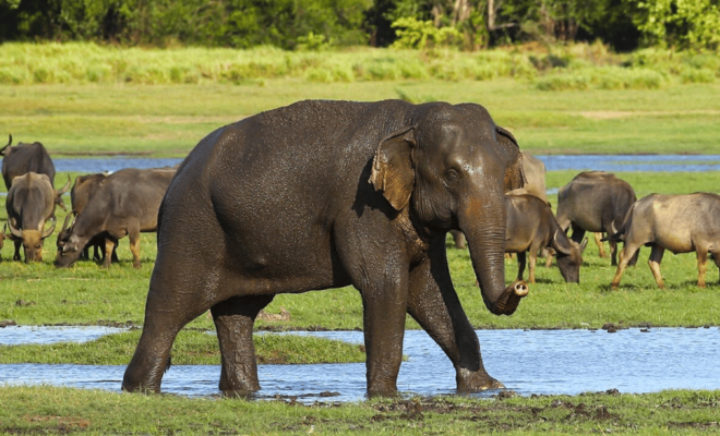 Budget Safari to Wilpaththu National Park From Anuradhapura - Inclusions of the Safari