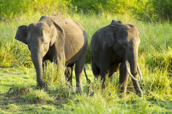 Budget Safari to Wilpaththu National Park From Anuradhapura - Booking and Cancellation Policy