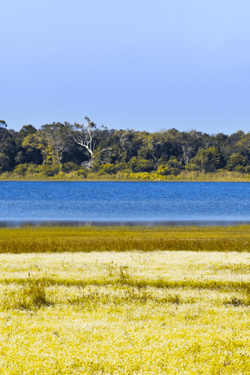 Budget Safari to Wilpaththu National Park From Colombo - Good To Know