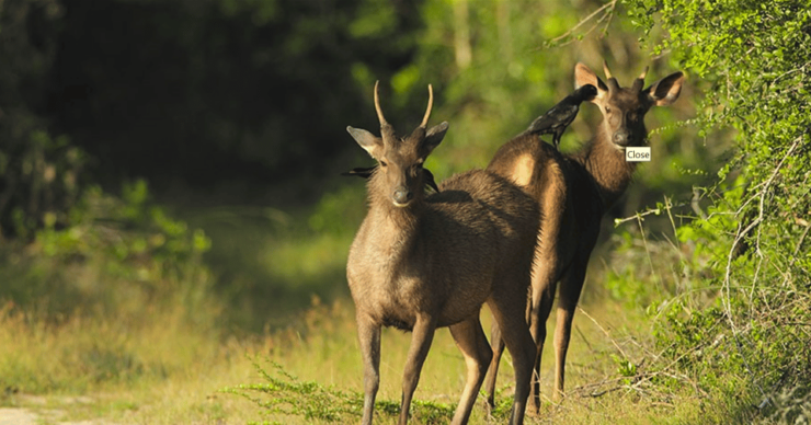 Budget Safari to Wilpaththu National Park From Kandy - Good To Know