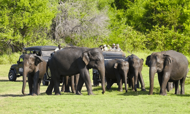 Budget Safari to Wilpaththu National Park From Kandy - Highlights of Wilpattu National Park