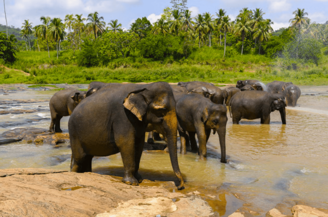 Budget Safari to Wilpaththu National Park From Kandy - Included Amenities and Services
