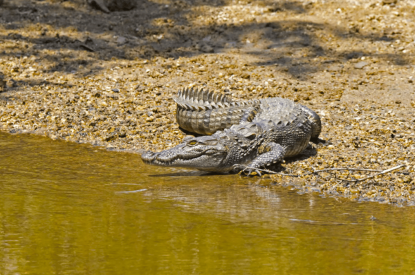 Budget Safari to Wilpaththu National Park From Kandy - Frequently Asked Questions