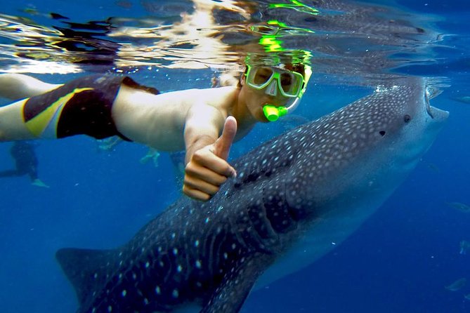 Budgeted: Bohol to Oslob Cebu Whale Shark Experience - Pricing and Duration