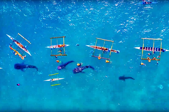 Budgeted: Bohol to Oslob Cebu Whale Shark Experience - Booking Details
