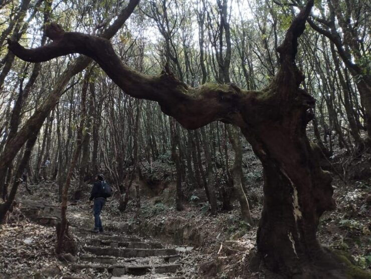 Budhanilkantha: Shivapuri Peak Hiking - Itinerary and Transportation Details
