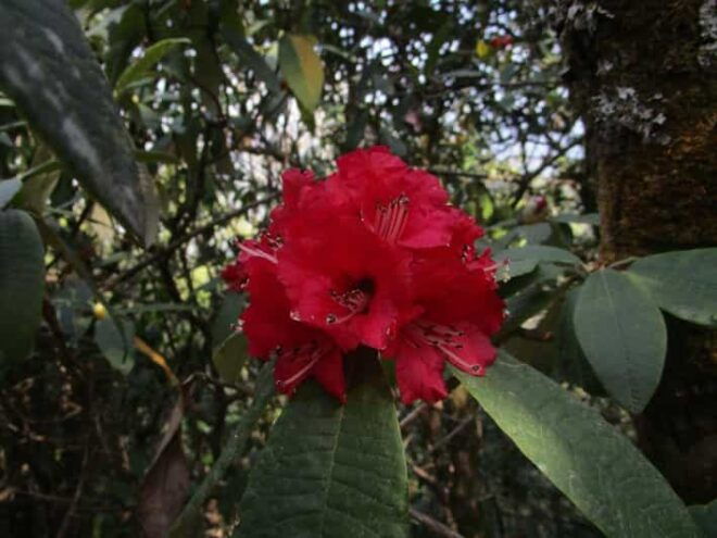 Budhanilkantha: Shivapuri Peak Hiking - Highlights of the Hiking Experience