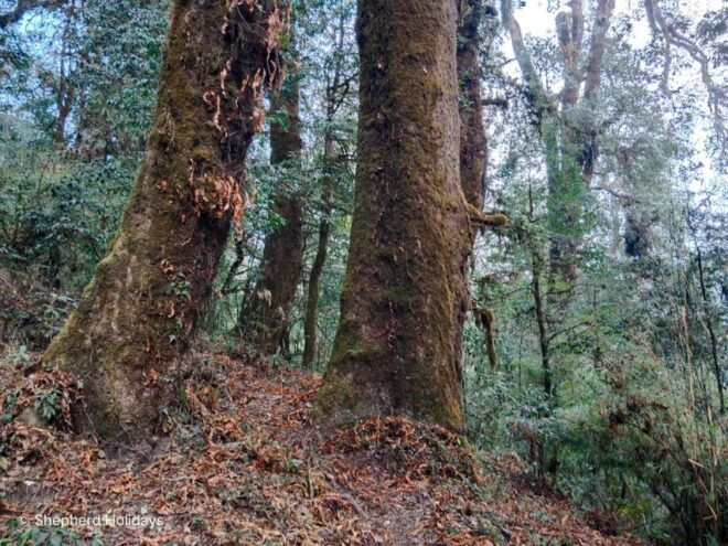 Budhanilkantha: Shivapuri Peak Hiking - Natural Attractions Along the Trail