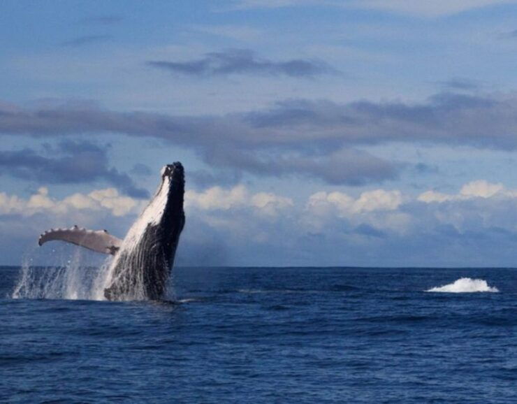 Buenaventura: Pacific Coast Whale Watching Tour - Booking Details
