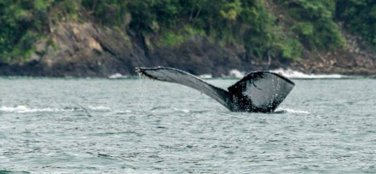 Buenaventura: Pacific Coast Whale Watching Tour - Tour Highlights