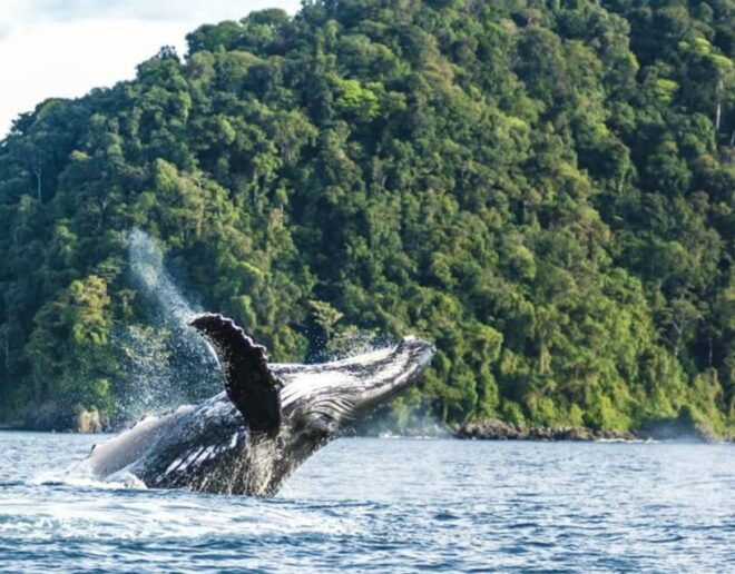 Buenaventura: Pacific Coast Whale Watching Tour - Recommendations