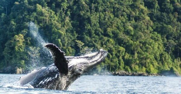 Buenaventura: Pacific Coast Whale Watching Tour - The Sum Up