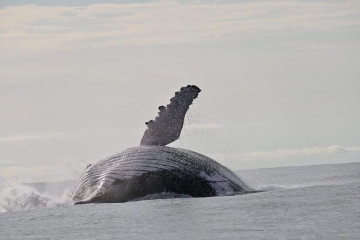 Buenaventura: Whale Watching Trip With Overnight Stay - Good To Know