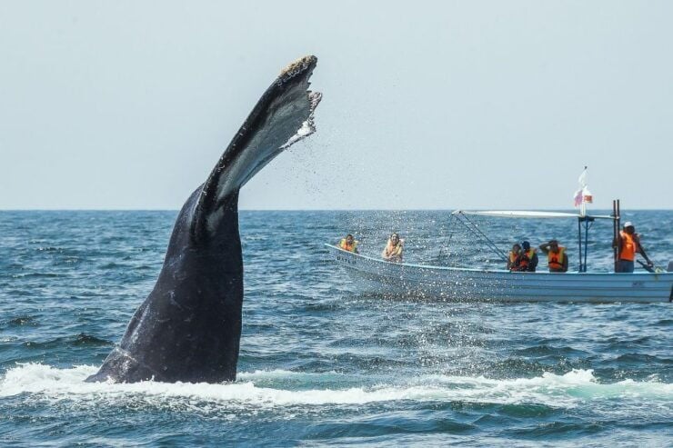 Buenaventura: Whale Watching Trip With Overnight Stay - Booking Information