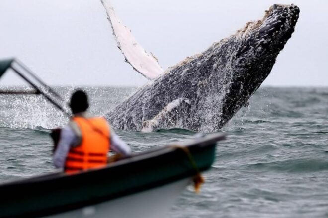 Buenaventura: Whale Watching Trip With Overnight Stay - Activity Highlights