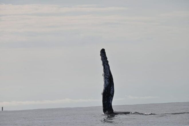 Buenaventura: Whale Watching Trip With Overnight Stay - Full Itinerary Description