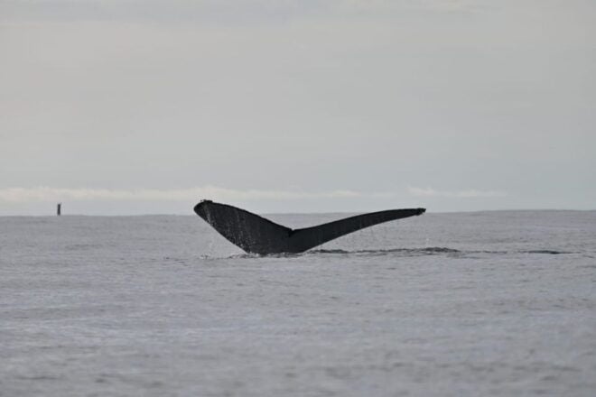 Buenaventura: Whale Watching Trip With Overnight Stay - Customer Reviews