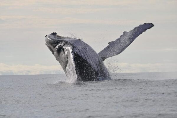 Buenaventura: Whale Watching Trip With Overnight Stay - Host and Language Assistance