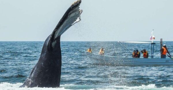 Buenaventura: Whale Watching Trip With Overnight Stay - Overnight Stay and Departure