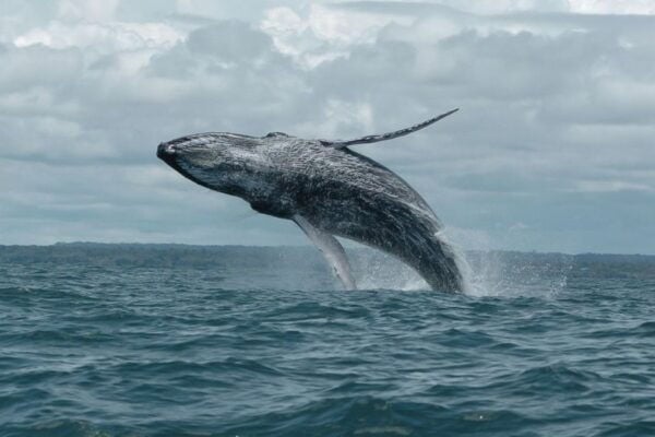 Buenaventura: Whale Watching Trip With Overnight Stay - Frequently Asked Questions