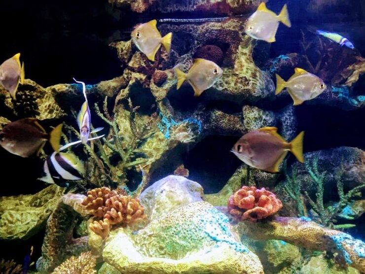 Buenos Aires: Bioparque Temaiken With Transfers - Ticket Details